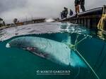 Sorrento,"Il mare chiama chi ama il mare": il 14 giugno in Villa Fiorentino si parlerà di balene con Laura Pintore, naturalista esperta di cetacei