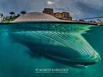 Sorrento,"Il mare chiama chi ama il mare": il 14 giugno in Villa Fiorentino si parlerà di balene con Laura Pintore, naturalista esperta di cetacei