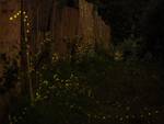 Sorrento: lo spettacolo del giardino invaso dalle lucciole