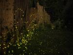 Sorrento: lo spettacolo del giardino invaso dalle lucciole