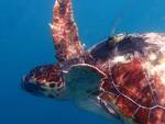 Un docufilm su tartarughe, inquinamento e golfo di Napoli: in uscita domani la pellicola del regista originario di Vico Equense, Iacopo Patierno