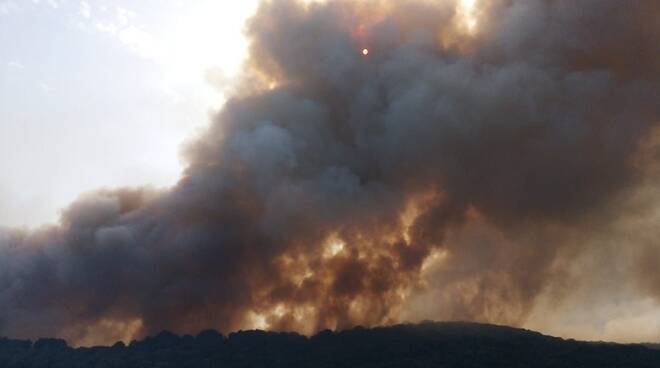 L'appello delle associazioni ambientaliste alla Regione Campania: "Tutela della fauna selvatica colpita dagli incendi"