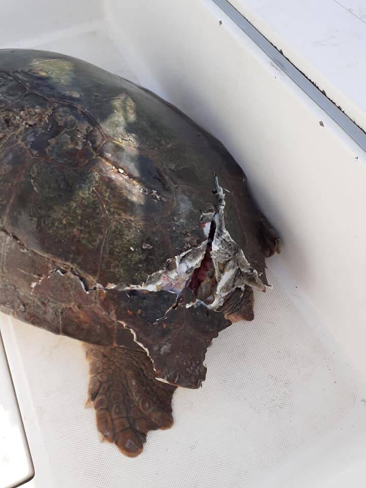 Massa Lubrense, lo staff nautico dell’AMP Punta Campanella salva una tartaruga tra l’Isca e Vetara