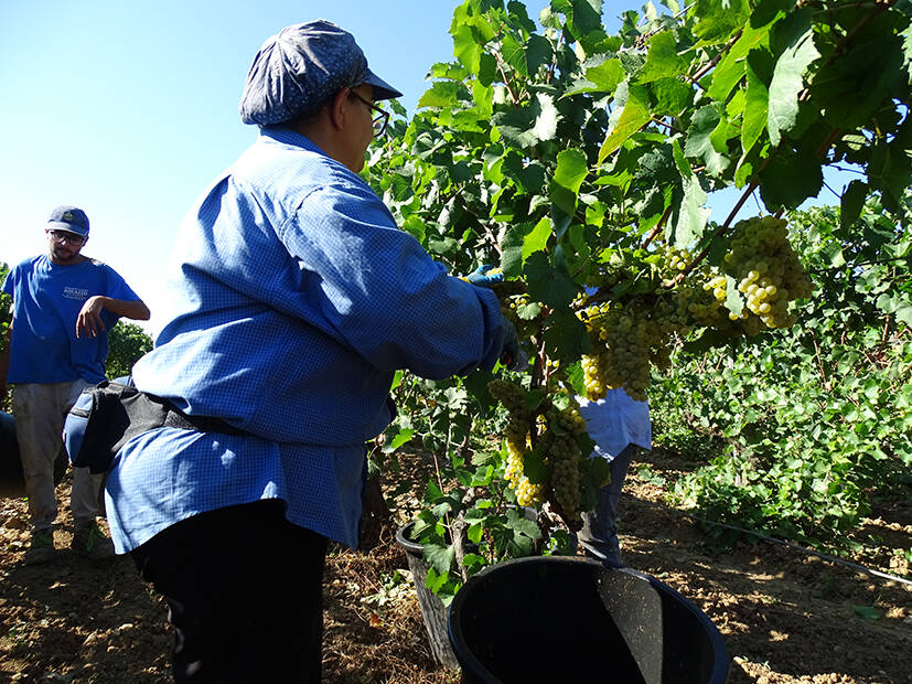 Nel Salento è iniziato il grande rito della vendemmia nelle Tenute Schiena