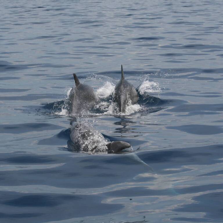 Delfini a Punta Campanella 