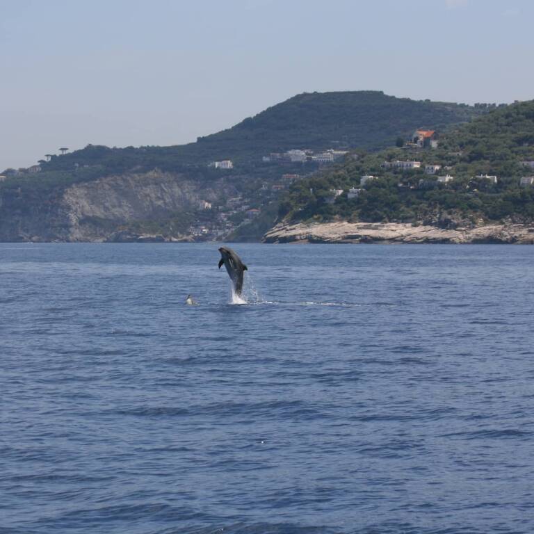 Delfini a Punta Campanella 