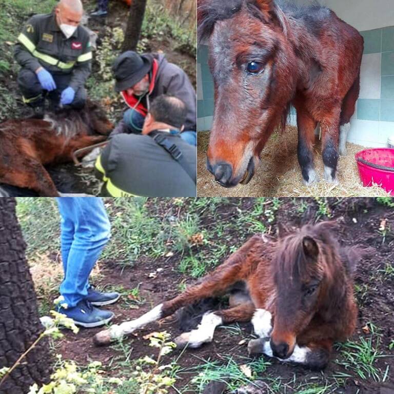 Cava de' Tirreni: vigili del fuoco e canile comunale salvano il pony abbandonato