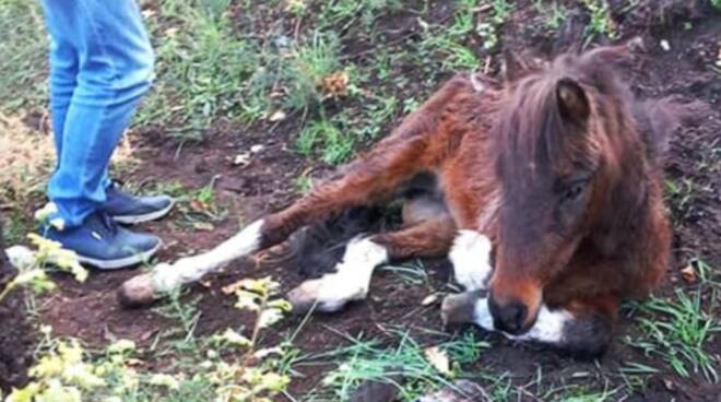 Cava de' Tirreni: vigili del fuoco e canile comunale salvano il pony abbandonato