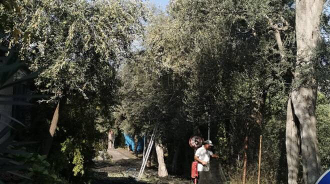 raccolta olive penisola sorrentina