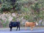 Le mucche sulla statale Cava-Salerno invadono la strada