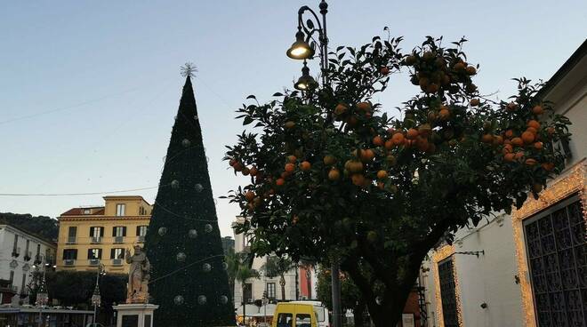 SorrentoOrangeWeek: al via la raccolta delle arance dalle strade per le marmellate