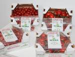 Allergia al Nichel e la coltivazione idroponica: in Penisola Sorrentina si possono acquistare i pomodori senza nichel