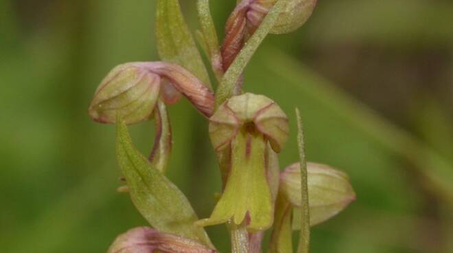 Le orchidee in alta montagna segno inequivocabile del riscaldamento globale