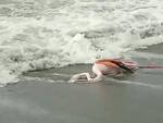 Vigile del Fuoco salva un fenicottero rosa travolto da un'onda