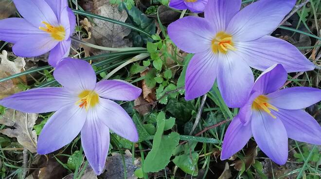 A San Valentino nel piatto lo zafferano di Lucio Esposito