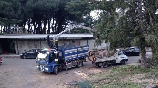 Castellammare di Stabia, i consiglieri comunali di opposizione intervengono sull’abbattimento dei pini secoli nel Parco Solaro