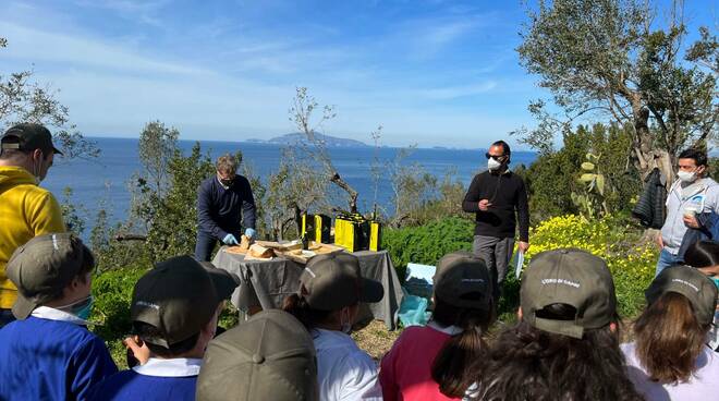 L’Oro di Capri riparte dalla natura: piantumati 25 esemplari di ulivo con i ragazzi dell’I.C. Gemito e della coop La Sciuscella di Anacapri