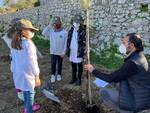 L’Oro di Capri riparte dalla natura: piantumati 25 esemplari di ulivo con i ragazzi dell’I.C. Gemito e della coop La Sciuscella di Anacapri