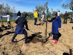 L’Oro di Capri riparte dalla natura: piantumati 25 esemplari di ulivo con i ragazzi dell’I.C. Gemito e della coop La Sciuscella di Anacapri