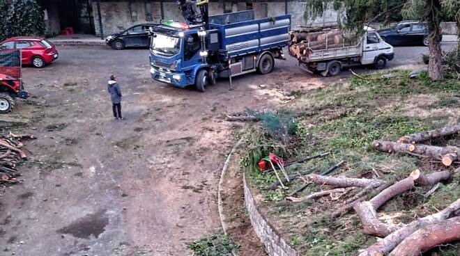 Pini secolari abbattuti a Castellammare