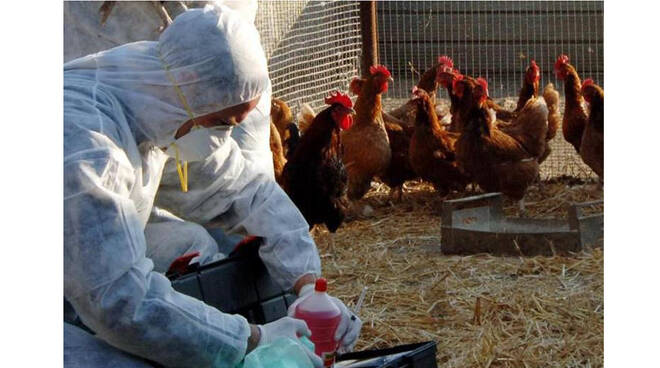 A Positano e Praiano istituite le zone di protezione e sorveglianze per il virus dell'influenza aviaria