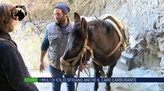 Positano i muli di Icilio sfidano anche la crisi carburante 