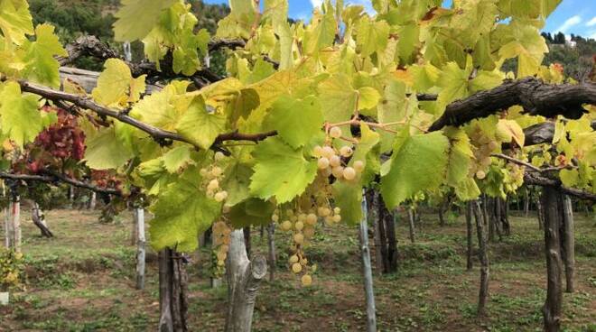 Il progetto dei vini bianchi longevi della Costa d’Amalfi approda al Vinitaly