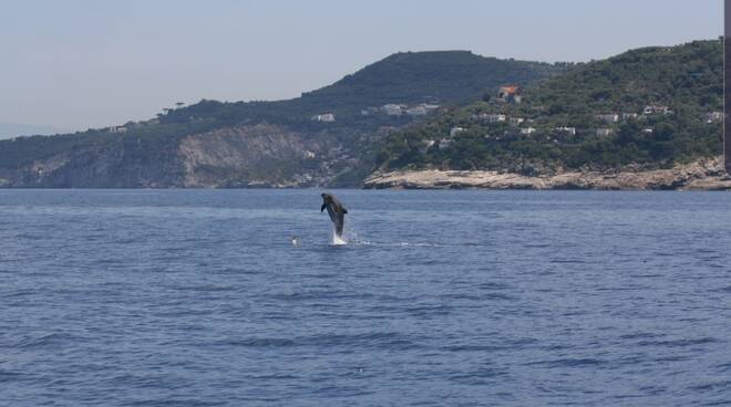 Punta Campanella all'Eudi Show a Bologna per promuovere i meravigliosi fondali e i progetti di tutela