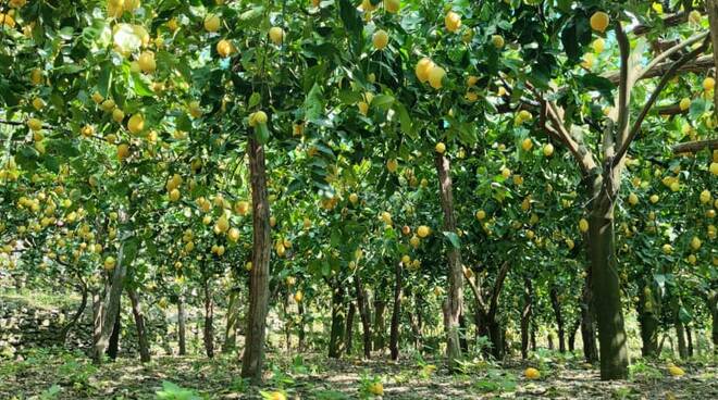 Amalfi prima candidata del Sud Italia alla FAO per i sistemi agricoli di rilevanza mondiale