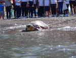 Meta: salvata per miracolo lo scorso mese, tartaruga torna in mare
