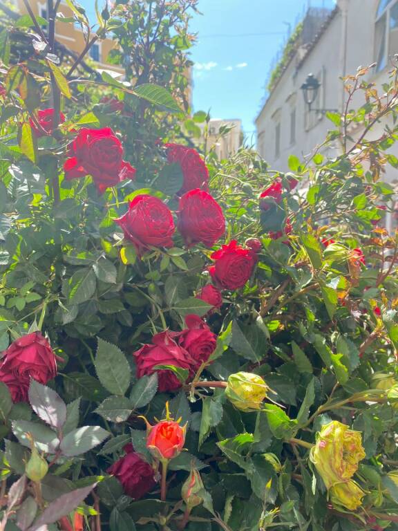 Positano, una pioggia di rose in Piazza dei Mulini per la Festa della Mamma