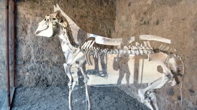 Parco Archeologico di Pompei: inaugurazione della Casa di Cerere e nuova esposizione del Cavallo di Maiuri