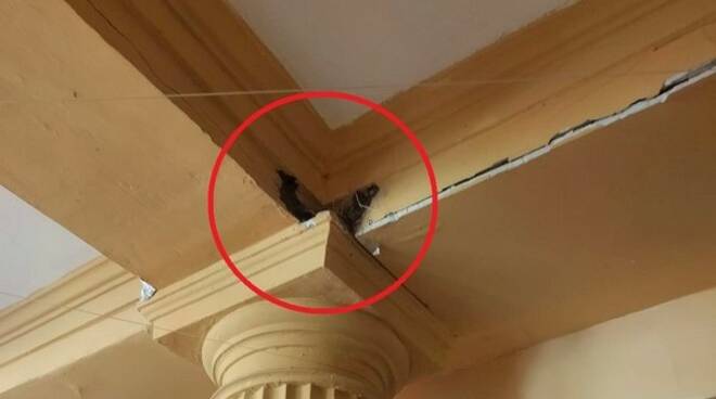 Sorrento, distrutto il nido di rondini nell'albergo perché sporcava: uccisi tutti i nidiacei. Il WWF denuncia ai Carabinieri