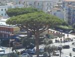 Pini di Piazza Mercato a Piano di Sorrento 