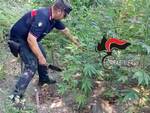 Sequestrata una piantagione di cannabis nel Parco Nazionale del Vesuvio