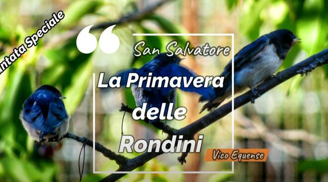 Un saluto alle rondini prima della loro migrazione… (di Raffaele di Palma)