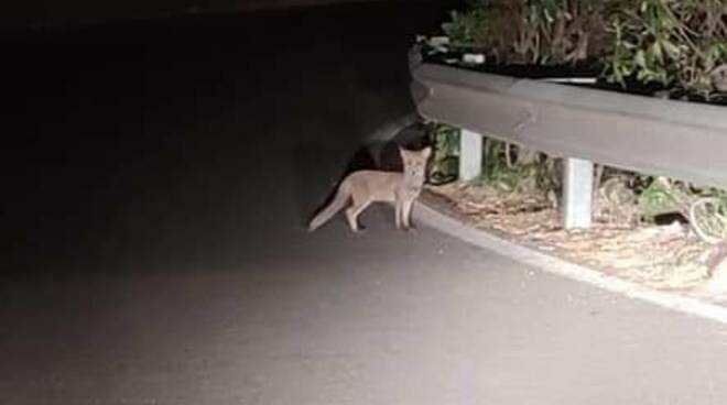 Vietri sul Mare: cucciolo di volpe per la strada SP75 Avvocatella