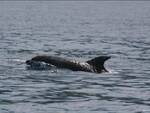 Punta Campanella, al via il corso per Dolphin watching