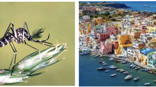 Procida is ready to eradicate the tiger mosquito.  Sarah, free thanks to OpenScience.