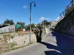 Tragedia sfiorata a Piano di Sorrento: potati gli alberi in via Gennaro Maresca, crolla un troncone