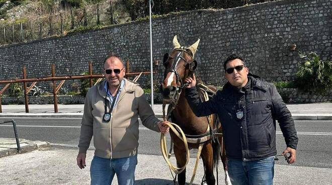 cavallo calesse