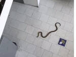 Amalfi, un serpente all'interno del Liceo cittadino. Intervengono i Vigili del Fuoco