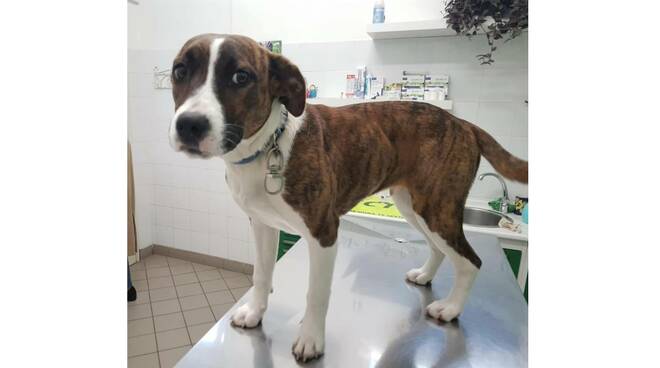 Cane ritrovato ai Colli di Fontanelle a Sant'Agnello. Si cerca il padrone