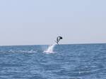 Le acrobazie dei delfini tra Punta Campanella e Capri