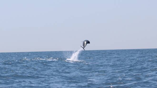 Le acrobazie dei delfini tra Punta Campanella e Capri