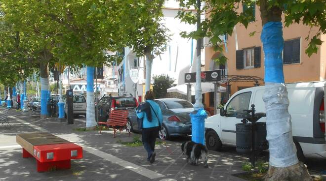 Alberi a rischio, a Piano di Sorrento e Sant’Agnello il WWF rimuove gli striscioni per lo scudetto del Napoli