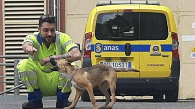 cantoniere salva cagnolino sul viadotto san marco
