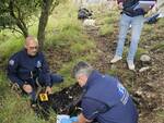 Caprette morte a Capri, indaga l'ASL. Portati a Napoli i resti per le analisi