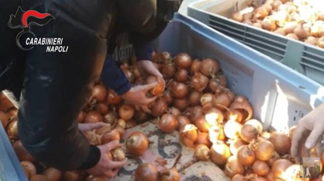 Napoli e Provincia: rinvenute tonnellate di droga nei bins di frutta