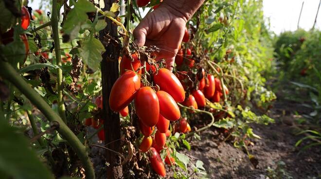 aspettando il mio san marzano